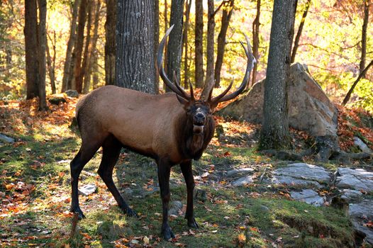 A big elk (Cervus canadensis) walking in a colorful autumn's forest