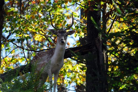 Picture of a beautiful Fallow Deer (Dama dama) in a colorful forest