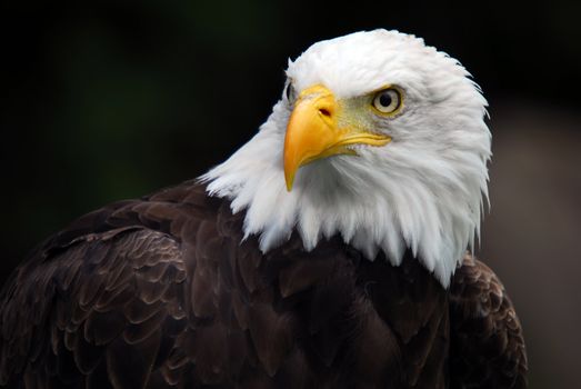 Portrait of an American Bald Eagle (Haliaeetus leucocephalus)