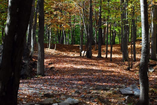 A beautiful autumn's landscape showing a path in a colorful forest