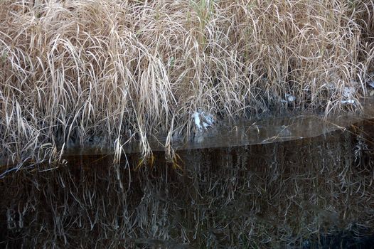 Picture of some dried grass reflecting in a semi-frozen pond