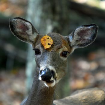 Picture of a White-tailed deer (Odocoileus virginianus) also known as a Virginia Deer