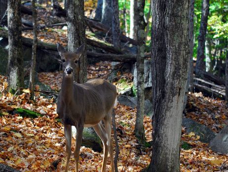 Picture of a White-tailed deer (Odocoileus virginianus) also known as a Virginia Deer