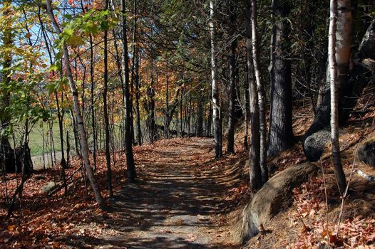 A forest path in an colorful autumns forest