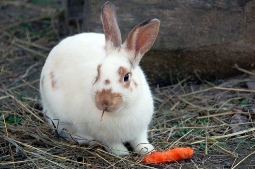 Picture of a cute small white and brown rabbit