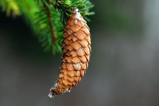 Close-up picture of a brown pine cone