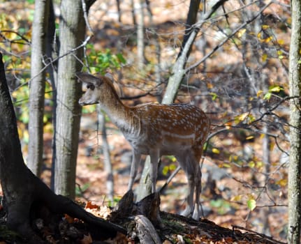 Picture of a beautiful Fallow Deer (Dama dama) in a colorful forest