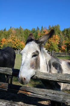 Close-up picture of a donkey with a fall background