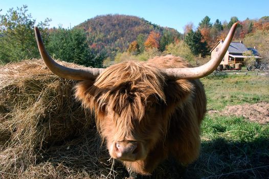 Close-up picture of an Highland Cow with an old farm behind