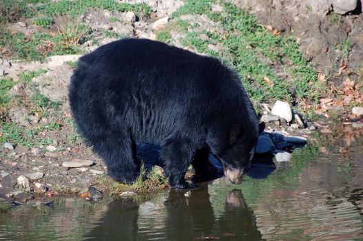 A picture of a beautiful American black bear in a small lake