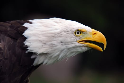 Portrait of an American Bald Eagle (Haliaeetus leucocephalus)