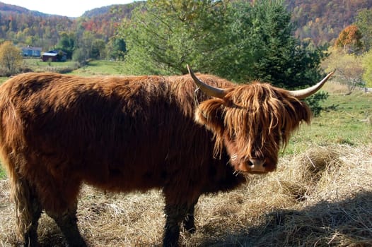 Close-up picture of an Highland Cow with an old farm behind