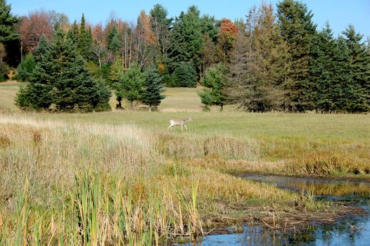 A female white-tailed deer in a farm field