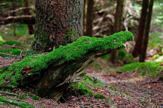 A wooden crocodile covered by moss. Abstract figure