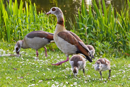 Egyptian goose family in spring grazing in evening sunshine