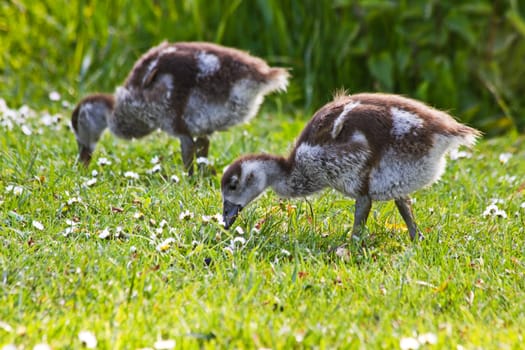 Egyptian goose goslings grazing in evening sunshine in spring