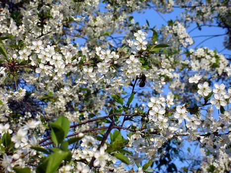 Blossoming cherry-tree with a lot of white flowers