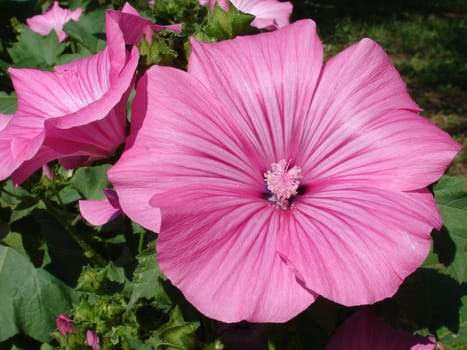 Large petunia flower with beautiful pink petals