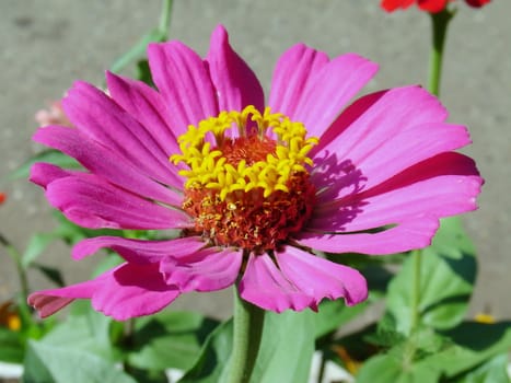 Unusual pink flower with yellow round center