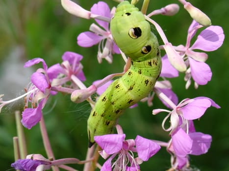 Unusual green caterpillar on the red plant