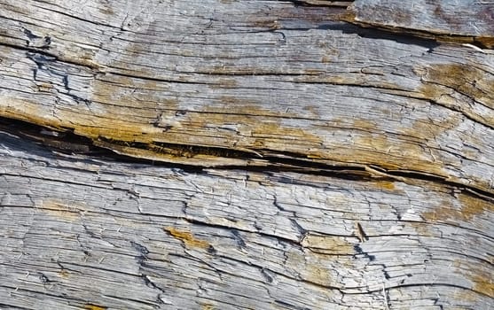 Surface of rotten wood with crack close up