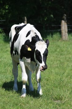 A black and white cow, walking in a spring meadow