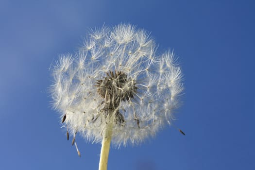 A fluffy dandelion agains a clear blue sky