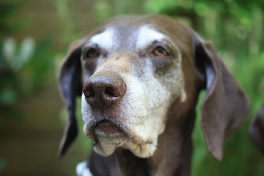 A senior shorthaired pointer female dog
