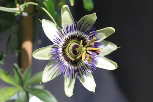 A purple and soft green passiflora in full flower