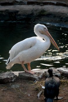 big white pelican in zoo