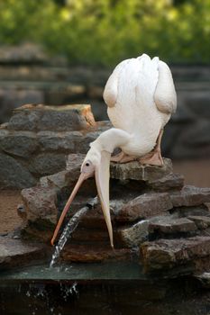 playful pelican in zoo catching stream of water