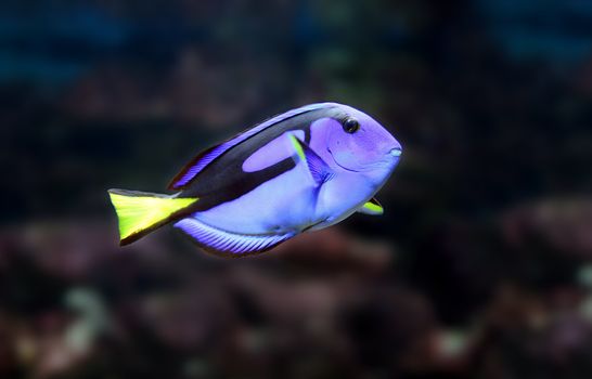 swimming blue fish in tropical aquarium