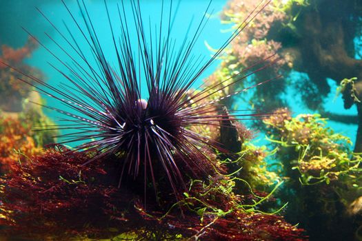 sea-urchin underwater between aquatic plants in aquarium