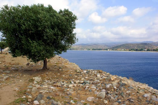 A lonely olive tree at the fortress in Toroni (Halkidiki - Greece) on a cloudy day in September.