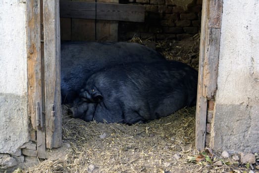Two black pigs sleeping in a barn.