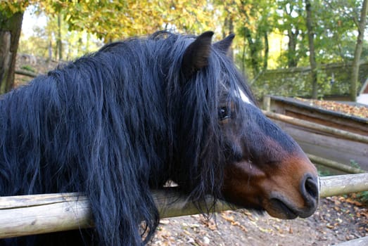 A cute little pony waiting for a carrot.