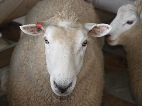 Head shot of a Ewe with Red Tag