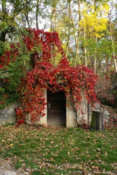 The door to a cellar surrounded by colorful foliage.