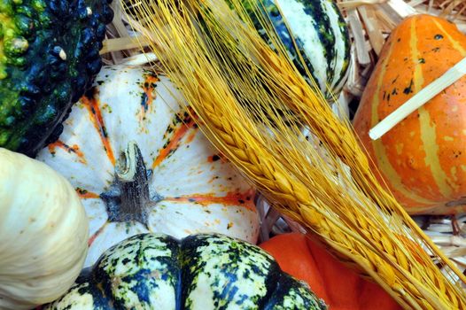 Autumn harvest of pumpkins, Squash and gourds