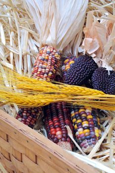 Indian Corn and Wheat in a basket with straw in the background