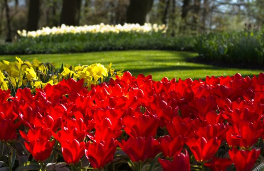 Flaming red tulips in spring in park - horizontal image