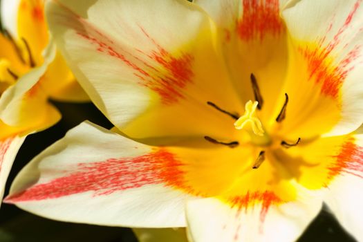 Beautiful vanilla tulip blooming  in spring sunshine