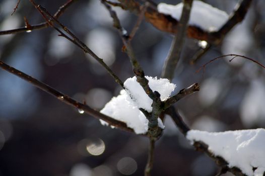branch with melting snow