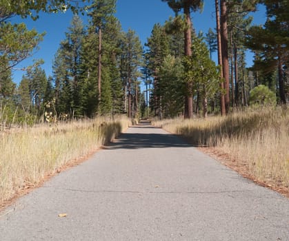 Paved path in the woods, with evergreens on either side.