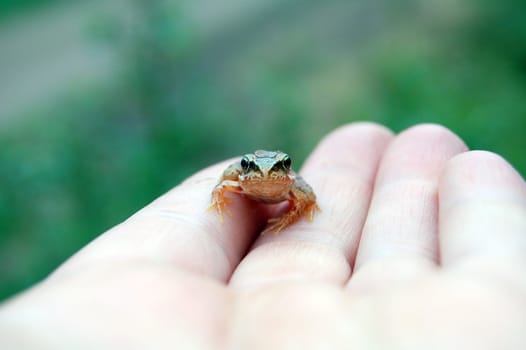 tiny frog in hand