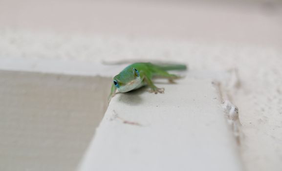 Chameleon looking at me with curiosity, hanging out on the wall.