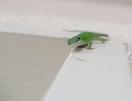 Chameleon looking at me with curiosity, hanging out on the wall.