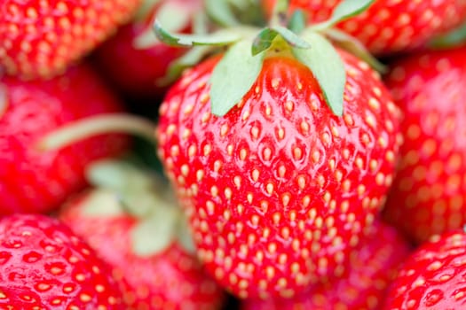 close-up of big ripe strawberry with shalow depth of view
