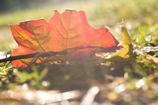 close-up fallen leaf at dawn