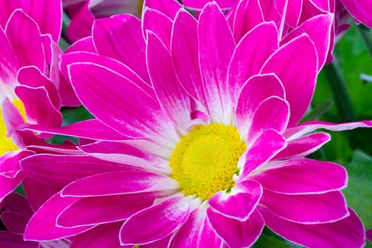 close-up purple chrysanthemum